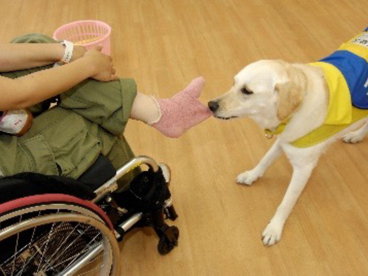 介助犬の育成。普及支援活動